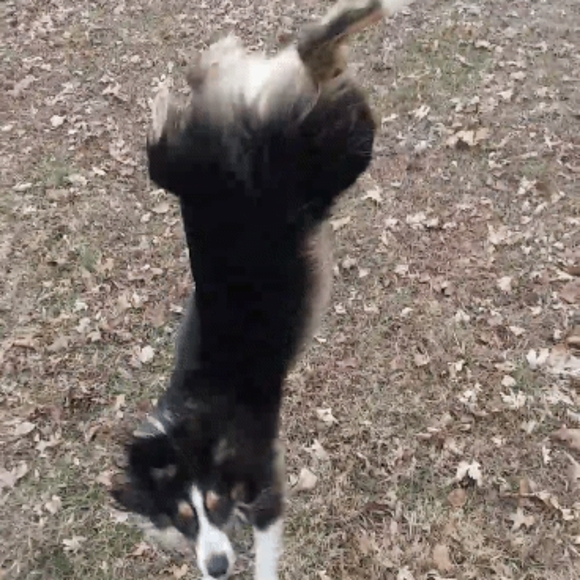 Meet your Posher, Tod - Picture 4 of 5